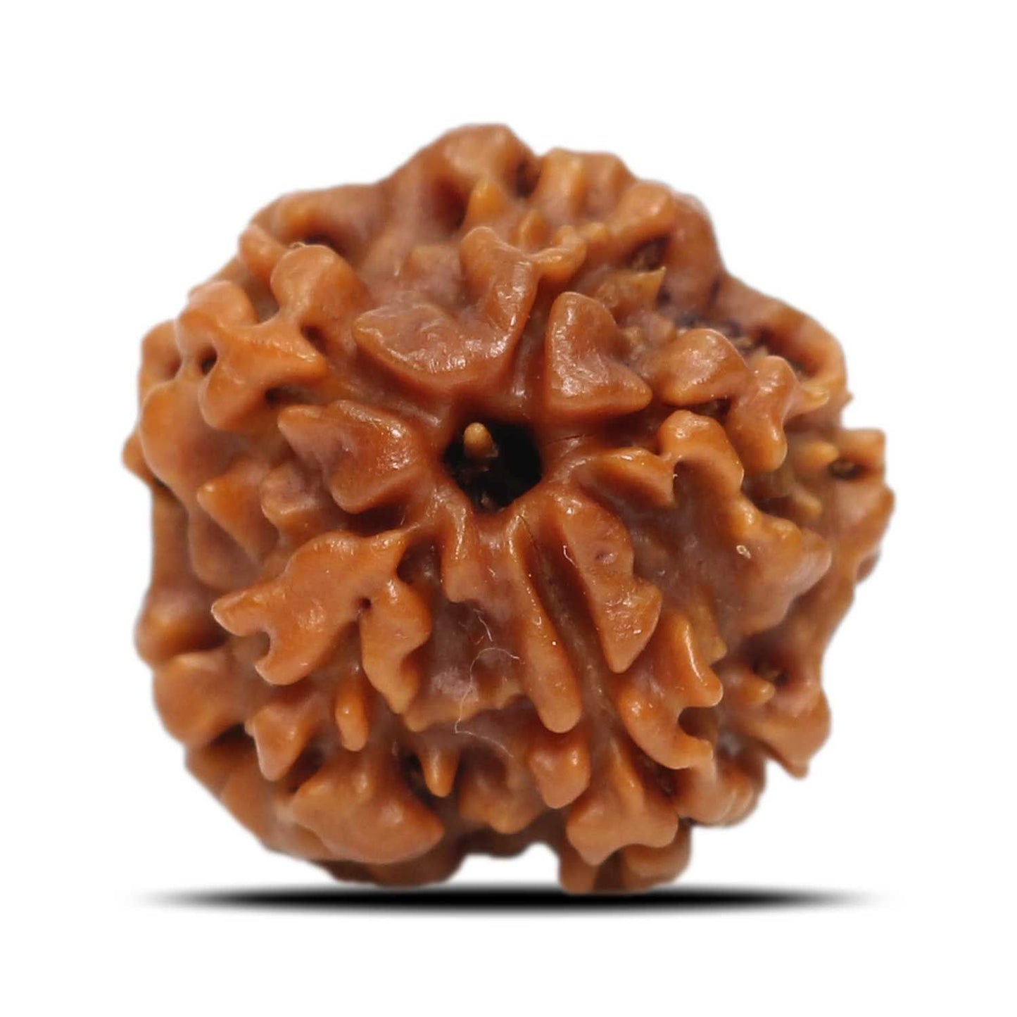 1 Mukhi Nepal Rudraksha