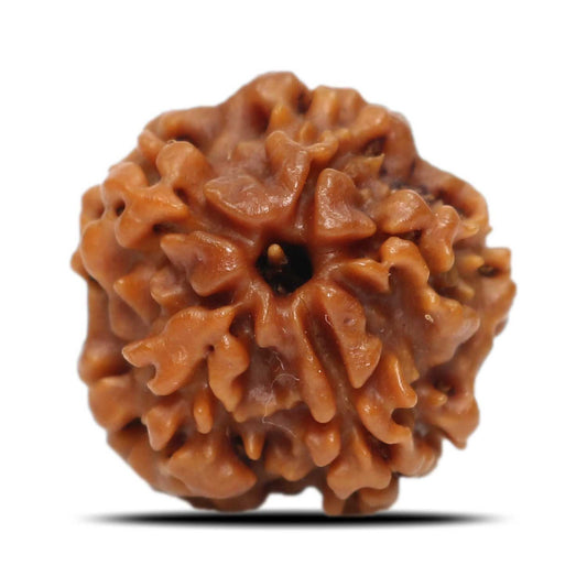 1 Mukhi Nepal Rudraksha