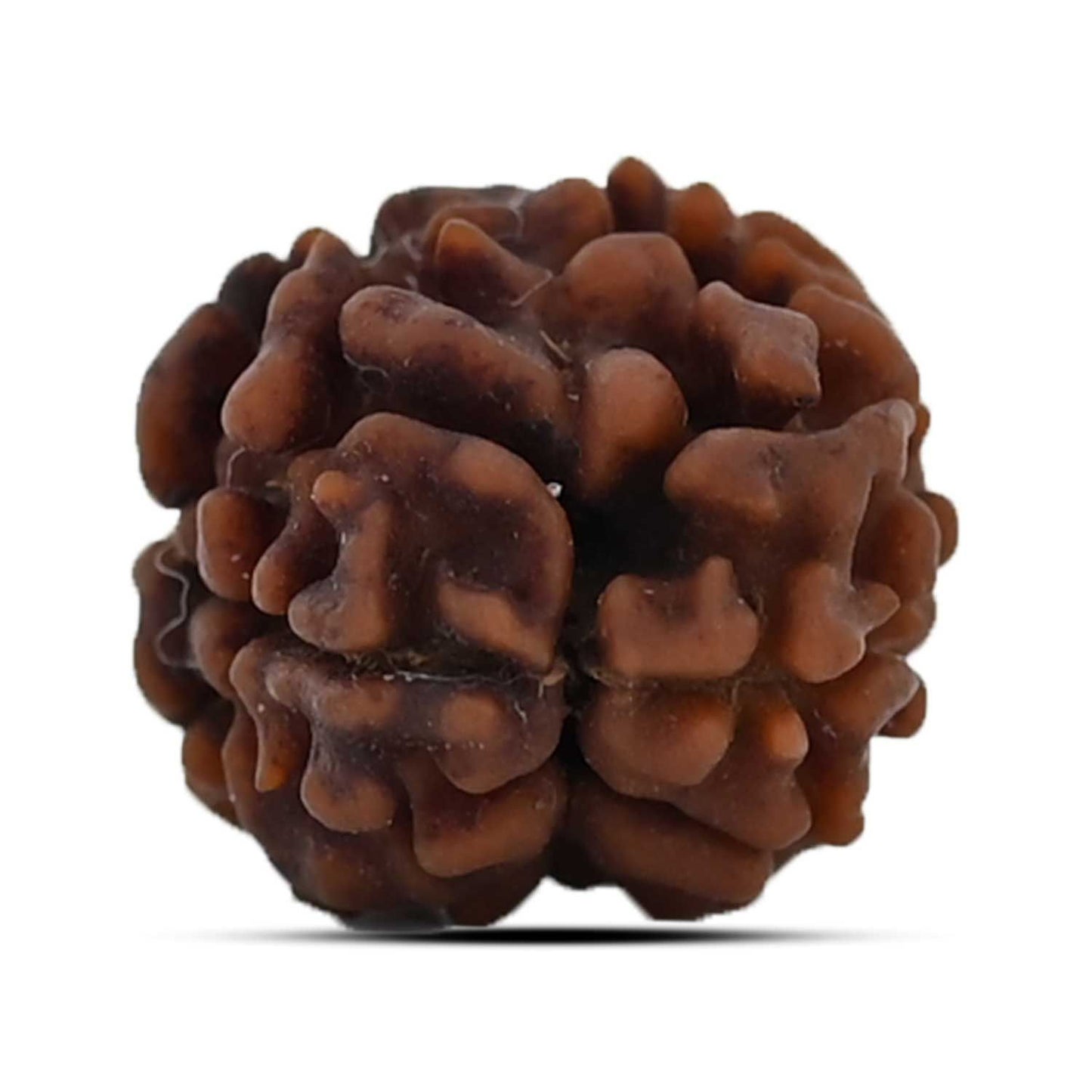 2 Mukhi Nepal Rudraksha